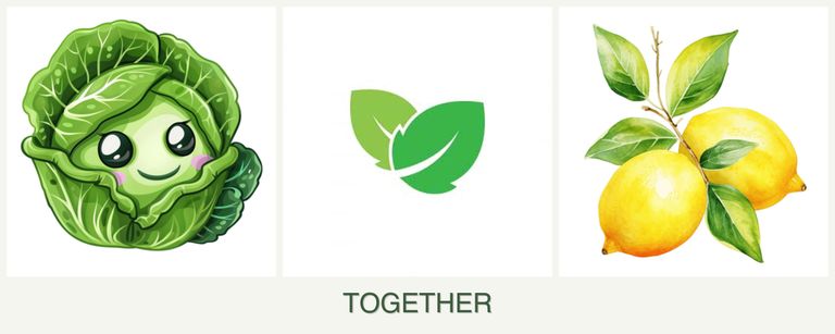 Can you plant cabbage, mint and lemons together?