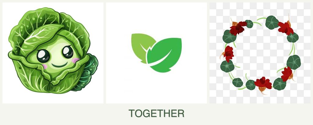 Can you plant cabbage, mint and nasturtiums together?