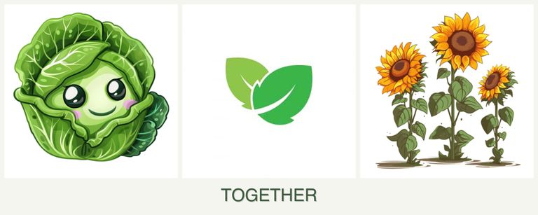 Can you plant cabbage, mint and sunflowers together?
