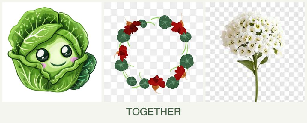 Can you plant cabbage, nasturtiums and alyssum together?