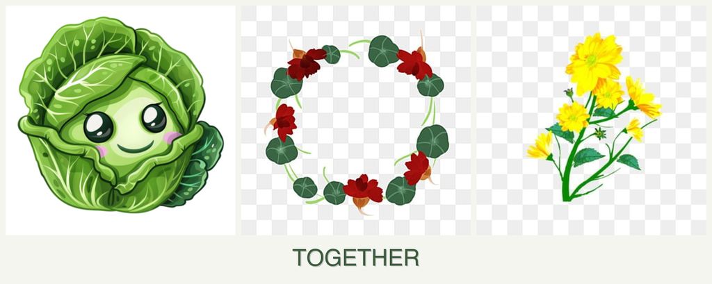 Can you plant cabbage, nasturtiums and calendula together?
