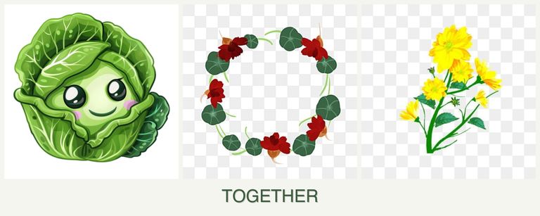 Can you plant cabbage, nasturtiums and calendula together?