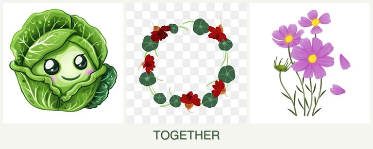 Can you plant cabbage, nasturtiums and cosmos together?