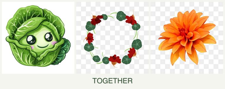 Can you plant cabbage, nasturtiums and dahlias together?