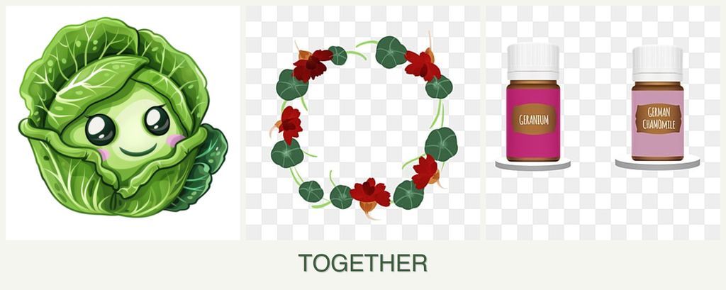 Can you plant cabbage, nasturtiums and geraniums together?