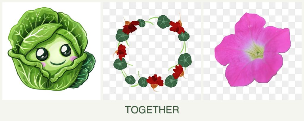 Can you plant cabbage, nasturtiums and petunias together?