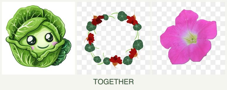 Can you plant cabbage, nasturtiums and petunias together?