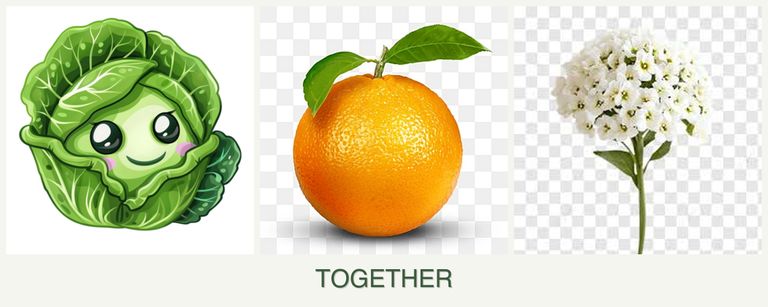 Can you plant cabbage, oranges and alyssum together?