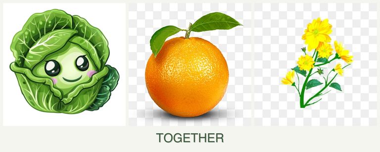 Can you plant cabbage, oranges and calendula together?