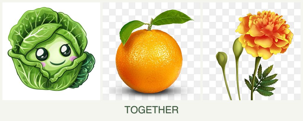Can you plant cabbage, oranges and marigolds together?