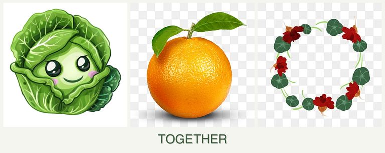 Can you plant cabbage, oranges and nasturtiums together?