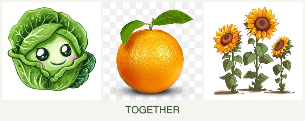 Can you plant cabbage, oranges and sunflowers together?