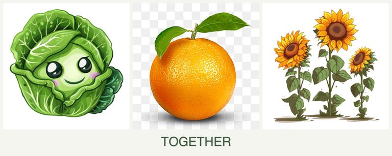 Can you plant cabbage, oranges and sunflowers together?