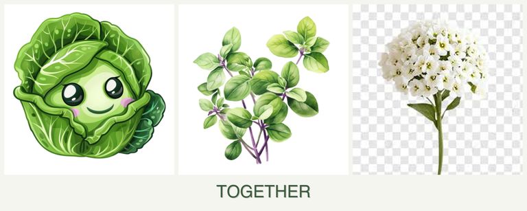 Can you plant cabbage, oregano and alyssum together?