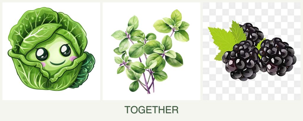 Can you plant cabbage, oregano and blackberries together?