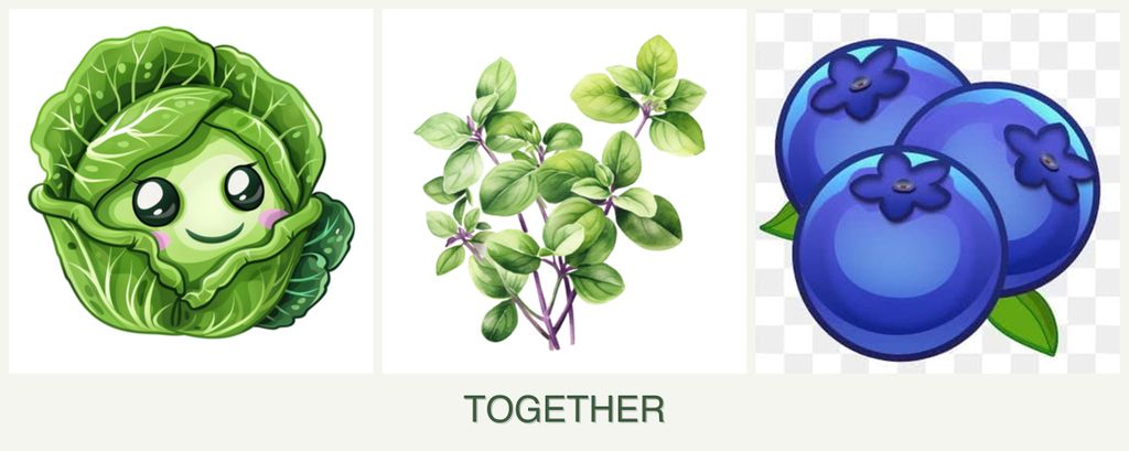 Can you plant cabbage, oregano and blueberries together?