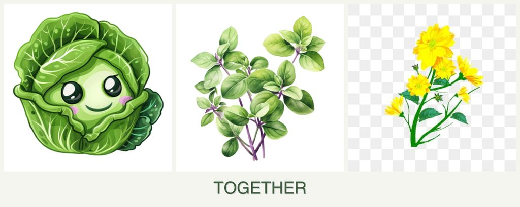 Can you plant cabbage, oregano and calendula together?