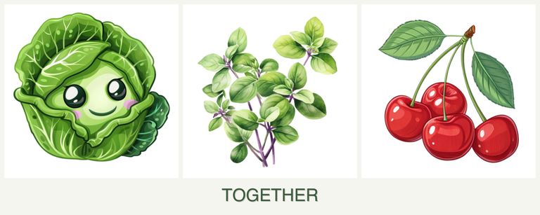 Can you plant cabbage, oregano and cherries together?
