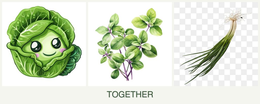 Can you plant cabbage, oregano and chives together?