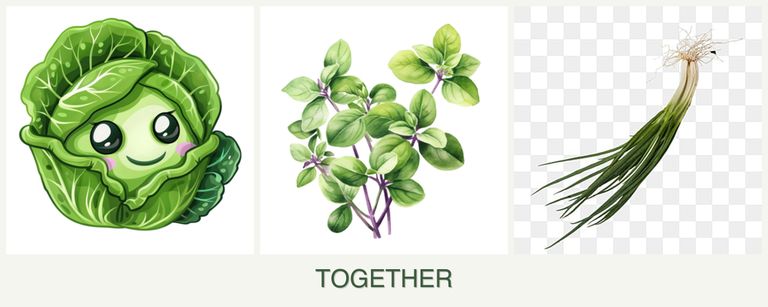Can you plant cabbage, oregano and chives together?