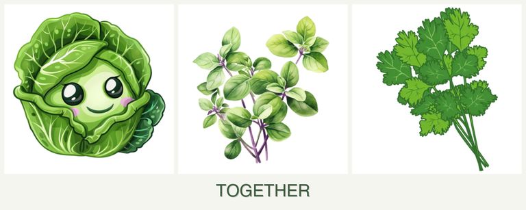 Can you plant cabbage, oregano and cilantro together?
