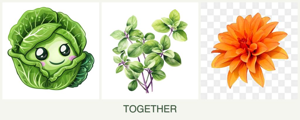 Can you plant cabbage, oregano and dahlias together?