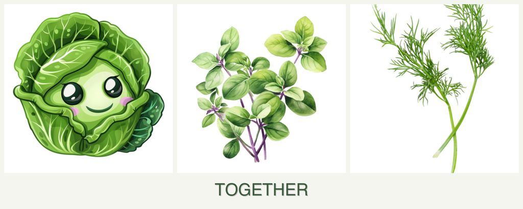 Can you plant cabbage, oregano and dill together?