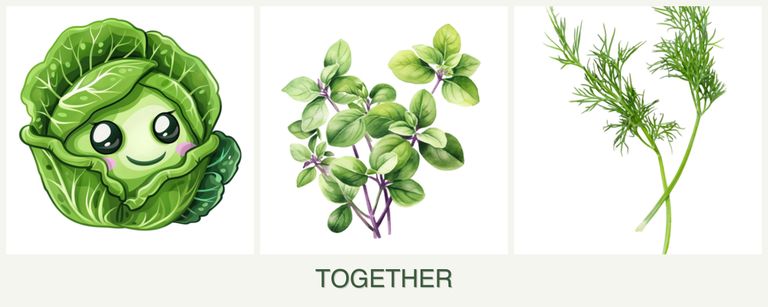 Can you plant cabbage, oregano and dill together?
