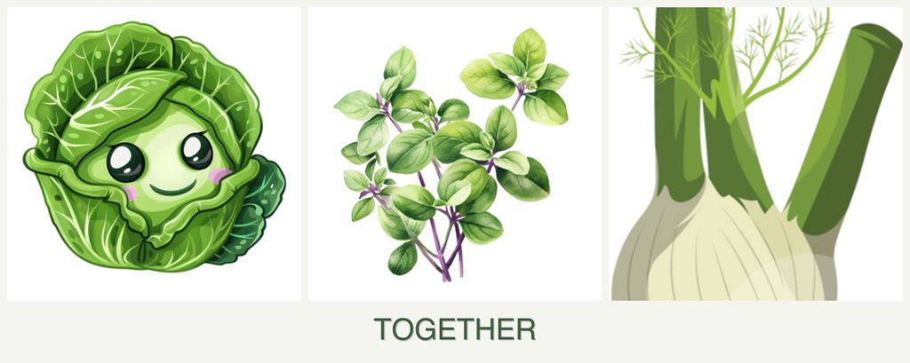 Can you plant cabbage, oregano and fennel together?