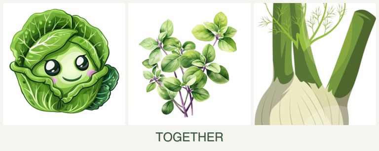 Can you plant cabbage, oregano and fennel together?