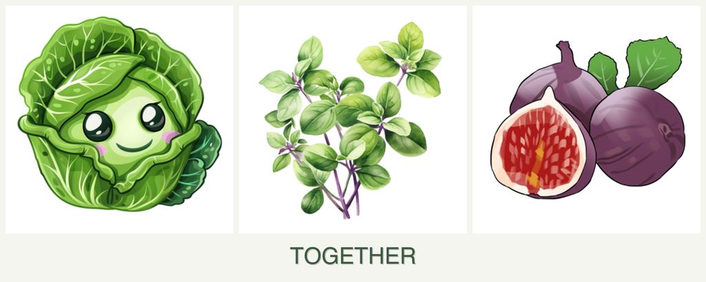 Can you plant cabbage, oregano and figs together?