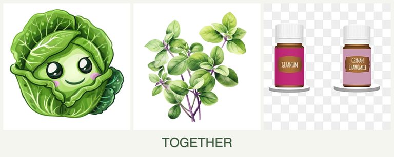Can you plant cabbage, oregano and geraniums together?