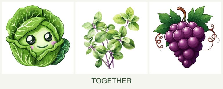 Can you plant cabbage, oregano and grapes together?