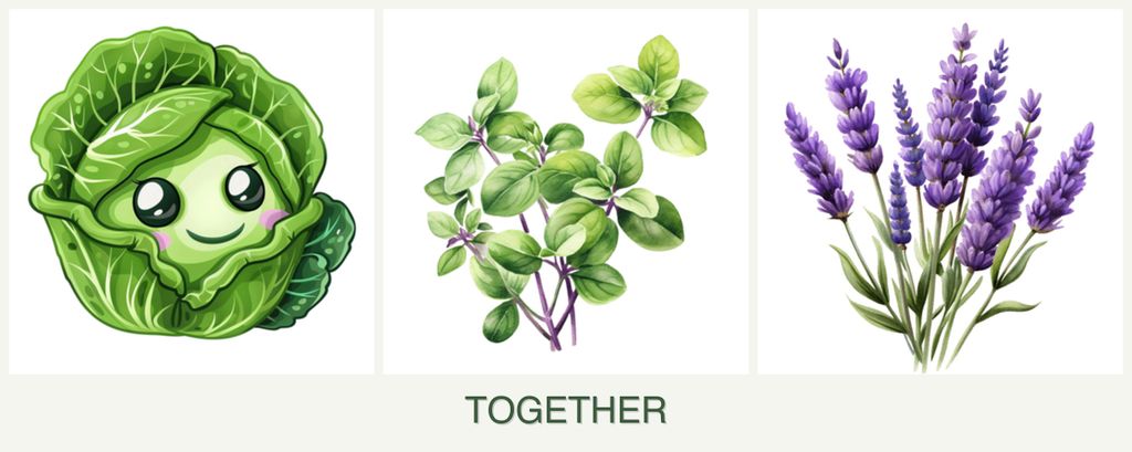 Can you plant cabbage, oregano and lavender together?