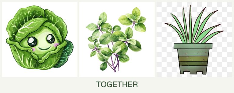 Can you plant cabbage, oregano and lemongrass together?