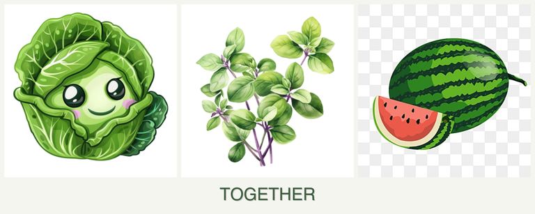 Can you plant cabbage, oregano and melons together?