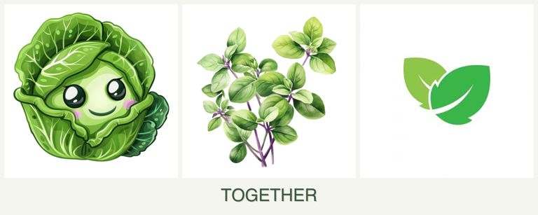 Can you plant cabbage, oregano and mint together?
