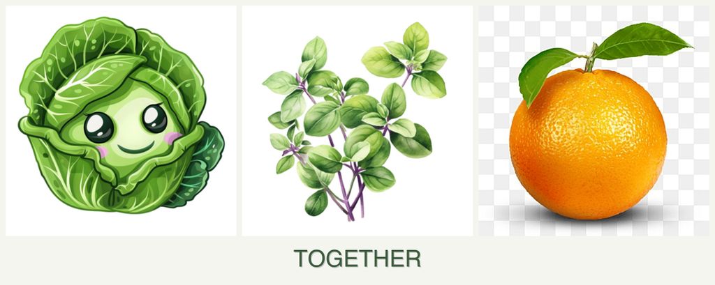 Can you plant cabbage, oregano and oranges together?