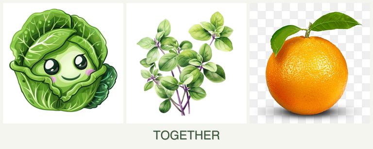 Can you plant cabbage, oregano and oranges together?