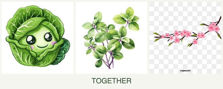 Can you plant cabbage, oregano and peaches together?