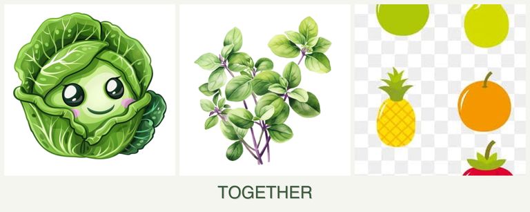 Can you plant cabbage, oregano and pears together?