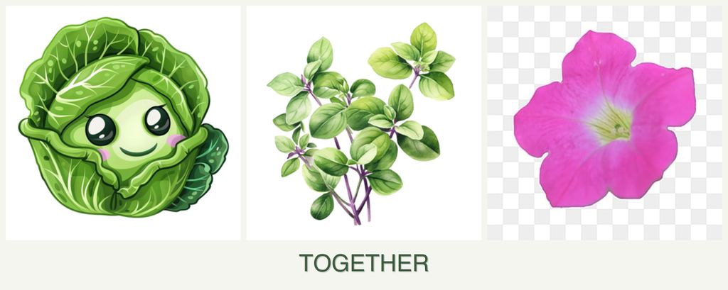 Can you plant cabbage, oregano and petunias together?
