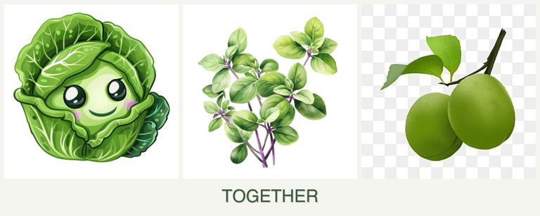 Can you plant cabbage, oregano and plums together?