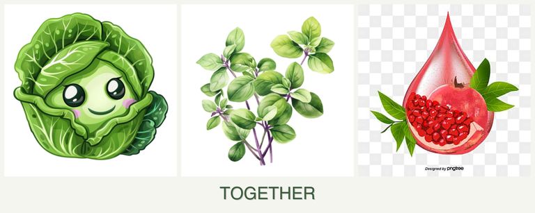 Can you plant cabbage, oregano and pomegranates together?
