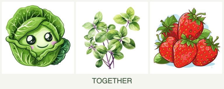 Can you plant cabbage, oregano and strawberries together?