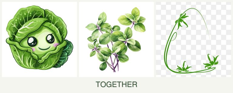 Can you plant cabbage, oregano and tarragon together?