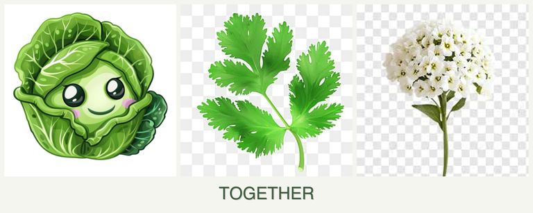 Can you plant cabbage, parsley and alyssum together?