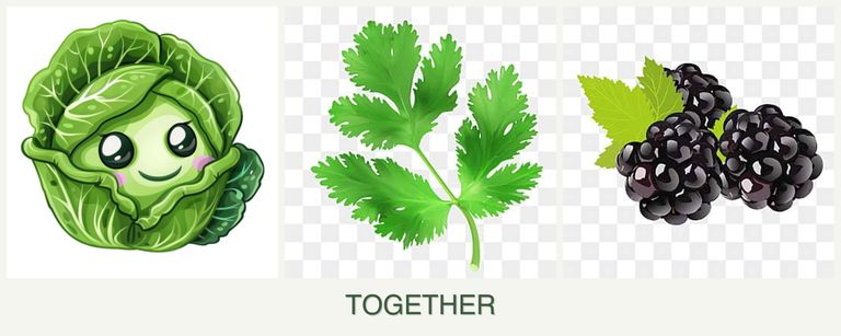 Can you plant cabbage, parsley and blackberries together?