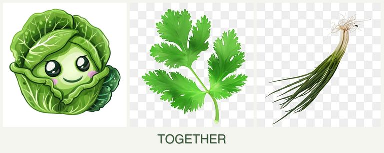 Can you plant cabbage, parsley and chives together?