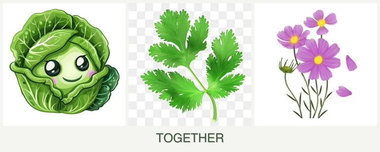 Can you plant cabbage, parsley and cosmos together?